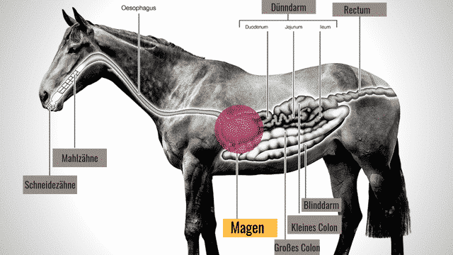 Magenprobleme: Vorbeugen durch Fütterung