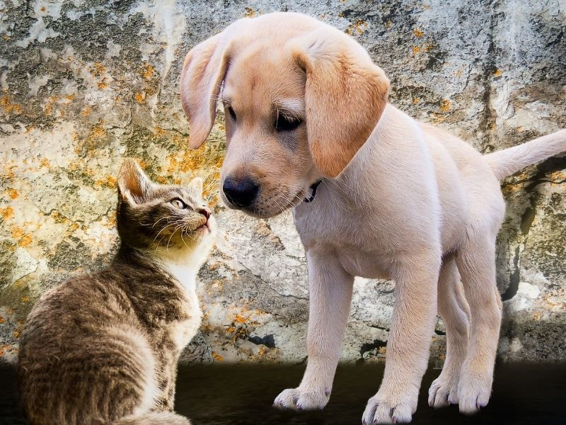Tierpflege für Hunde & Katzen – auf diese Zusätze solltest du achten