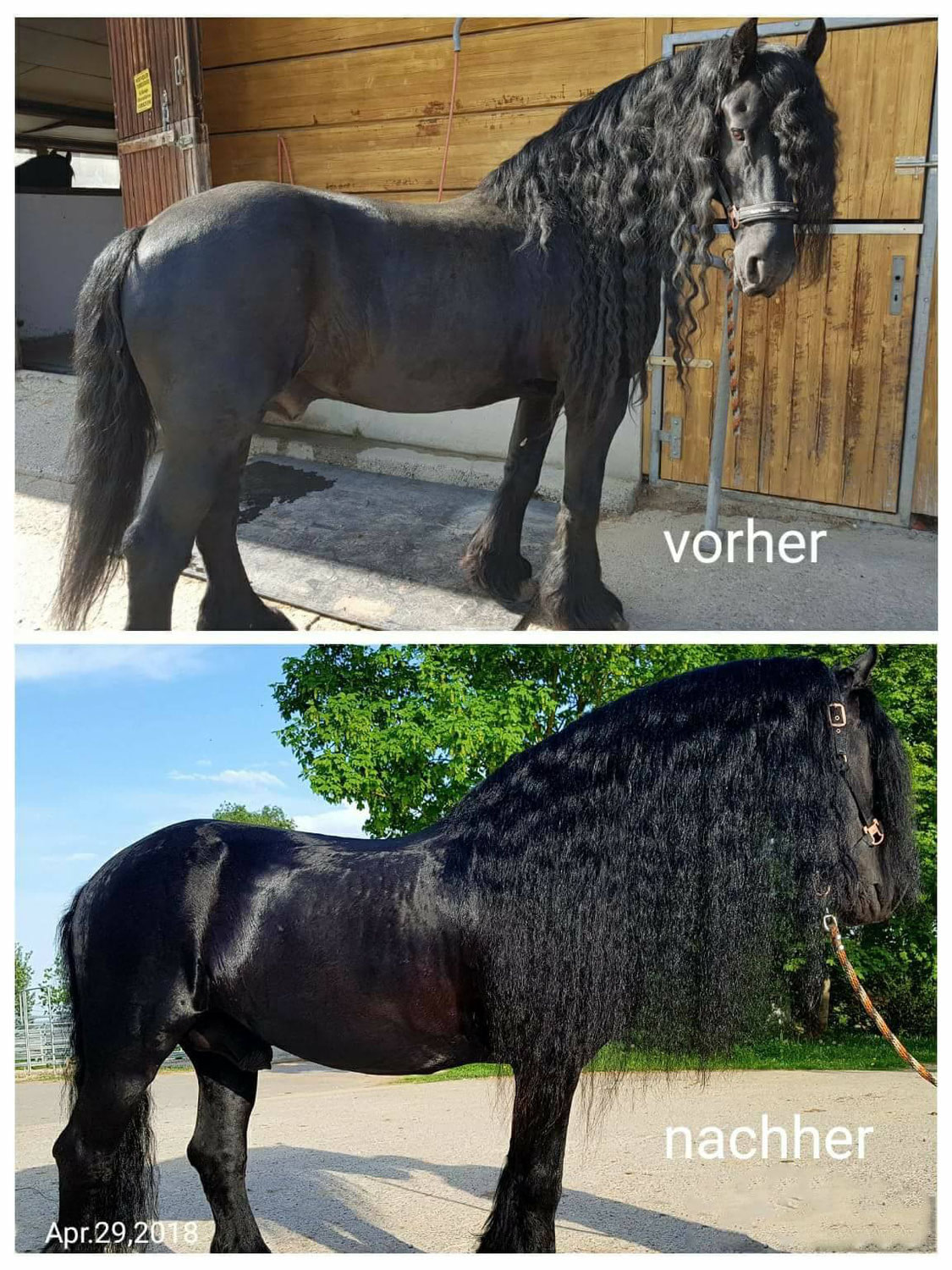 Friese vorher nachher