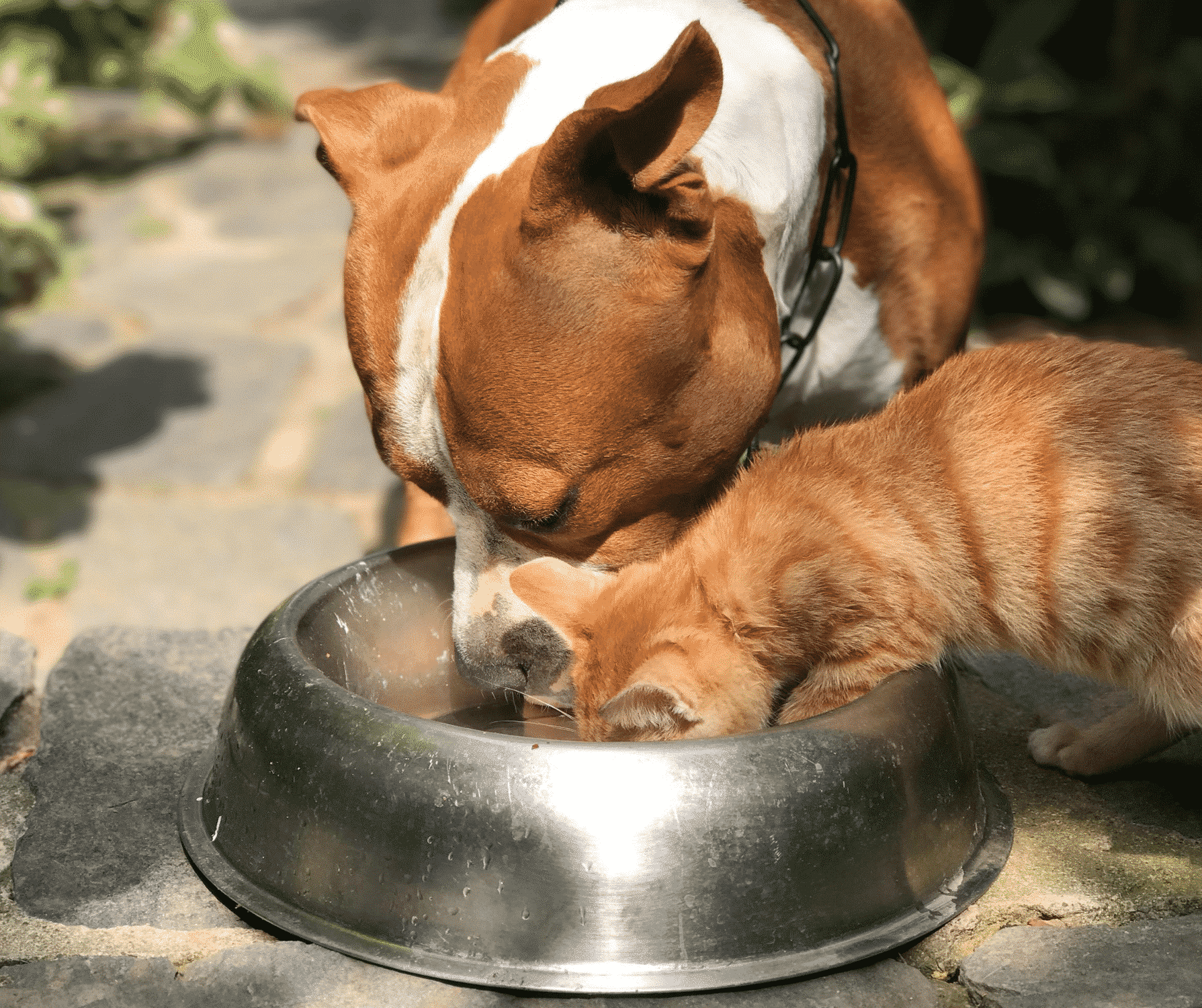 Futterumstellung-Hunde-Katze