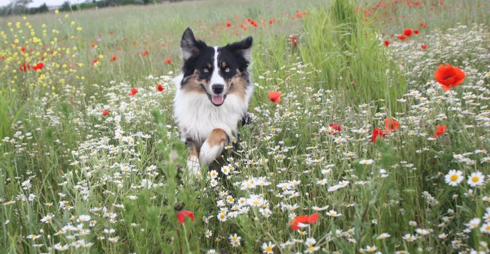 Hunde: Alles rund um die Zecke