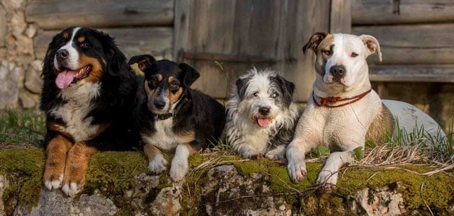 Hunde Gruppe