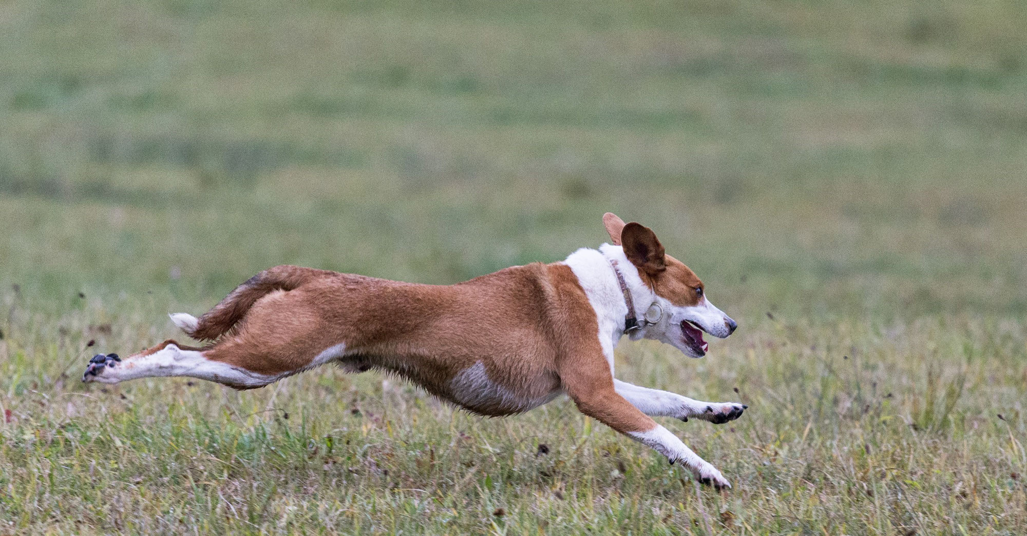 hund laufend