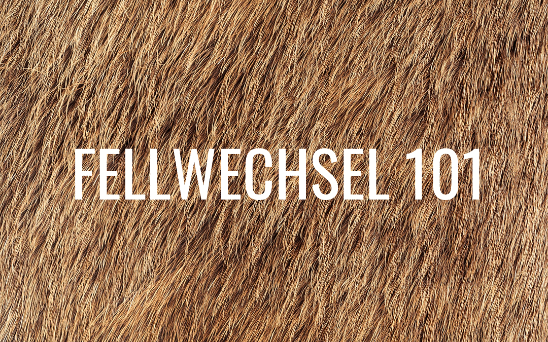 Pferde: Fellwechsel 101 – was du wissen musst