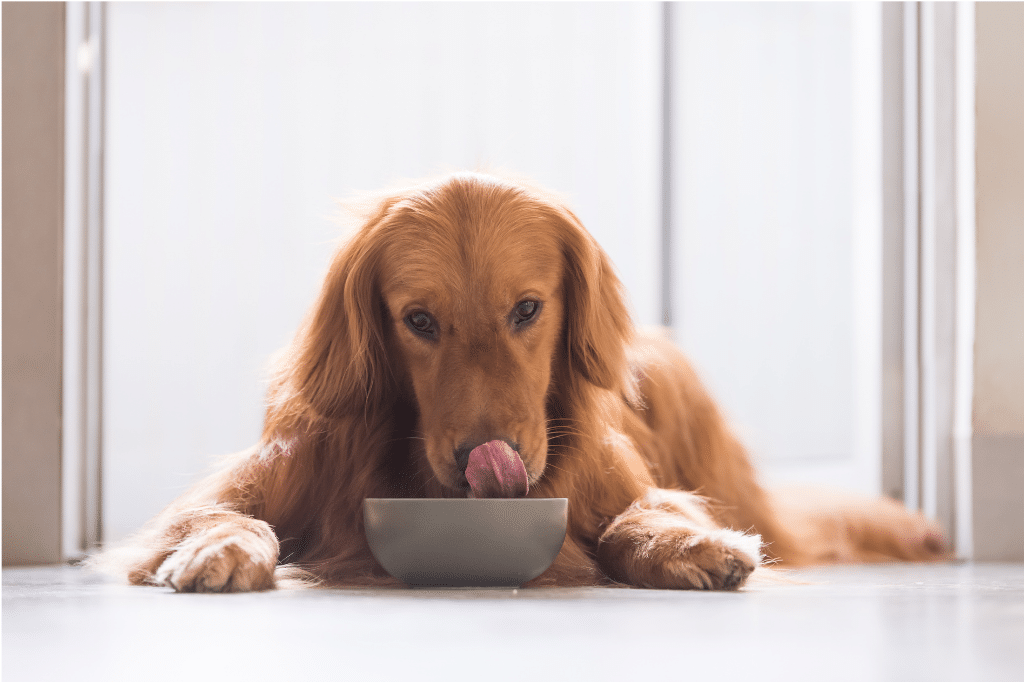 Hund mit sensiblem Magen