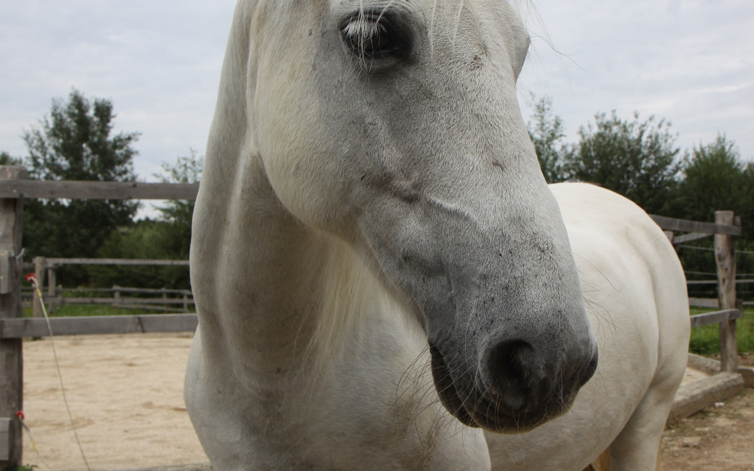 Kotwasser – Welshpony DJ