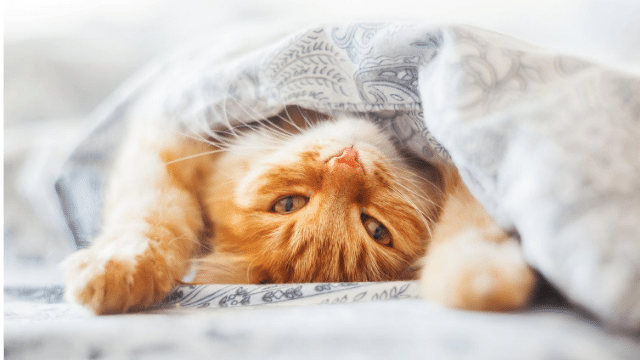 Katze zugedeckt