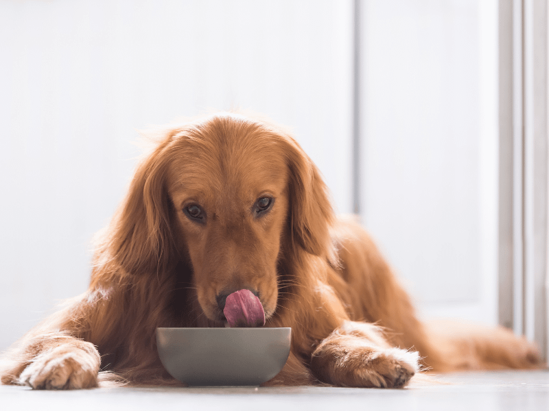 Hunde mit sensiblem Magen füttern Calapo Fermentierte Naturprodukte