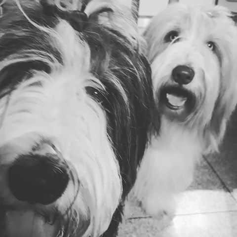 Hunde Fit durch den Fellwechsel