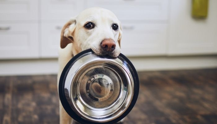 Fermentierte Säfte für Hunde