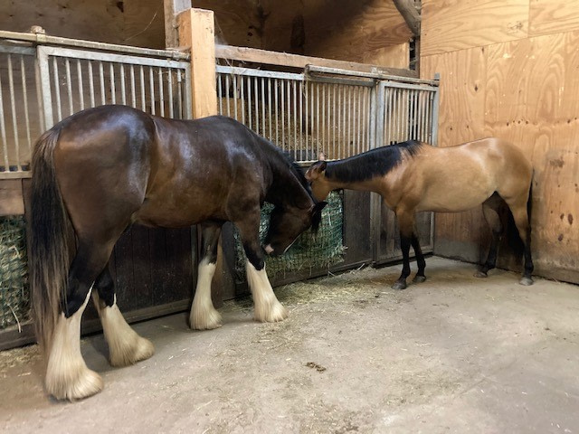 Shelby und Ben – Magenpferd, Jungpferd