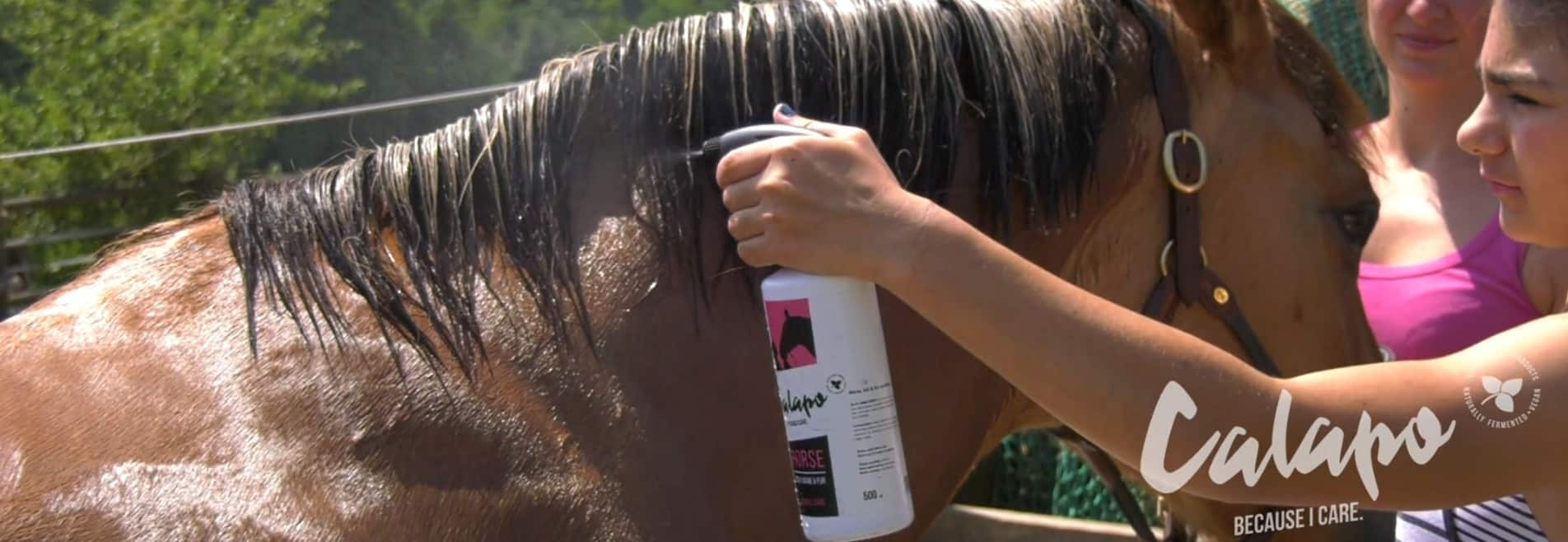 Pferd Spray