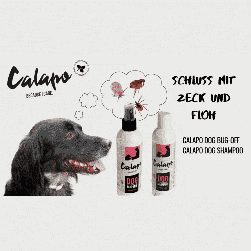 floh und zecken