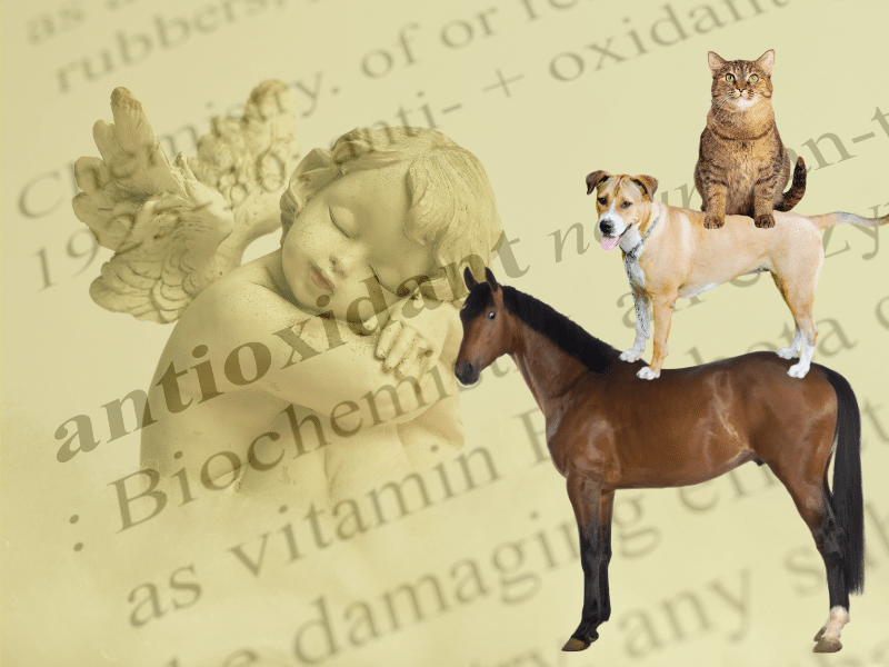 Zellschutz für Tiere: Vitamin E, C & Lecithin