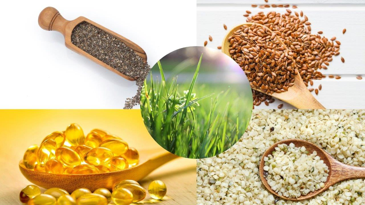 Omega 3 Fütterung Pferde